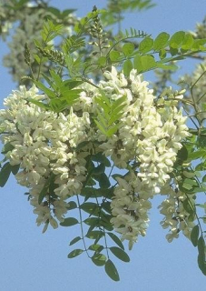 robinia pseudoacacia.jpg